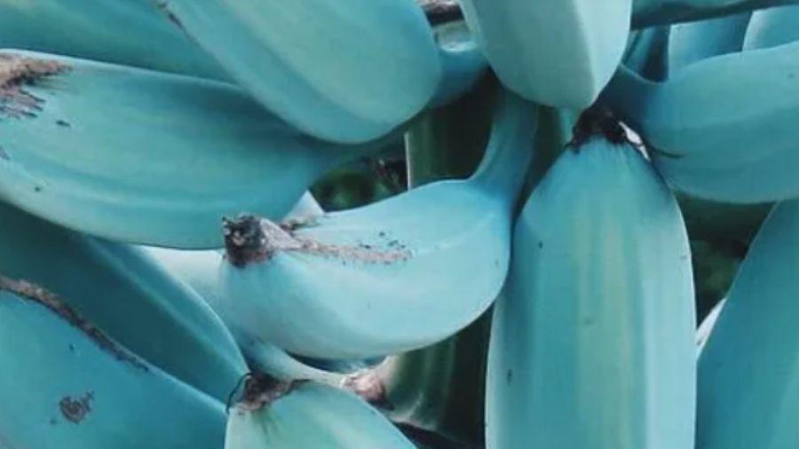 Banana “especial” tem cor azul e lembra sorvete de baunilha