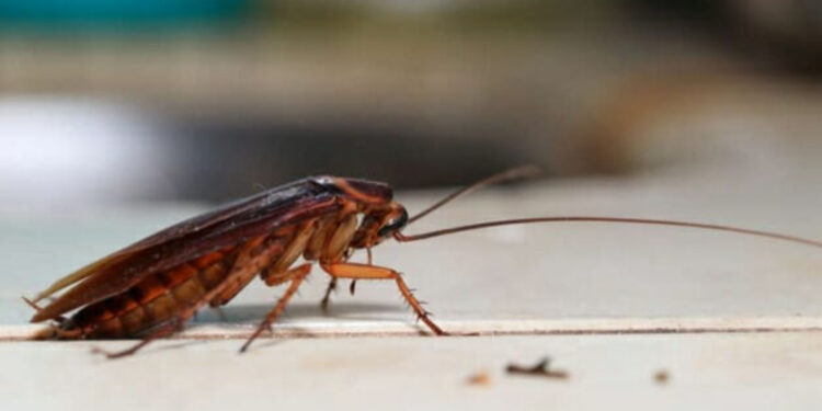 Nem venenos fortes nem produtos caros: a mistura com farinha para eliminar as baratas da cozinha