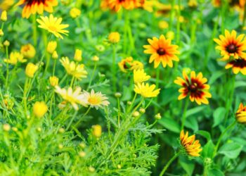 O trio de plantas que enche o jardim de cor e atrai animais fofinhos