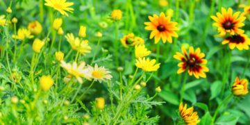 O trio de plantas que enche o jardim de cor e atrai animais fofinhos