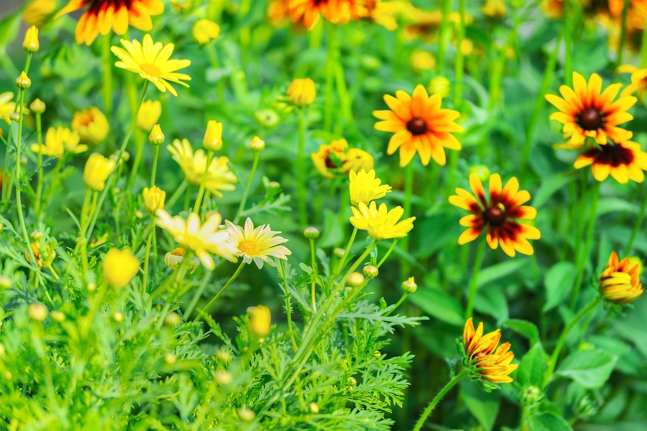 O trio de plantas que enche o jardim de cor e atrai animais fofinhos
