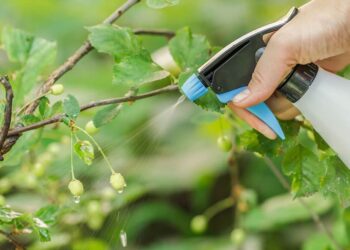Borrifar água com bicarbonato nas folhas do limoeiro: por que funciona e para que serve