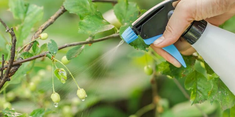 Borrifar água com bicarbonato nas folhas do limoeiro: por que funciona e para que serve