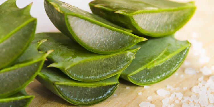 A “planta da imortalidade” que promete acabar com a queda de cabelo e reduzir as rugas no rosto