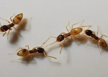 Misture esses dois ingredientes da cozinha e veja as formigas sumirem como mágica da sua casa