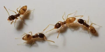 Misture esses dois ingredientes da cozinha e veja as formigas sumirem como mágica da sua casa