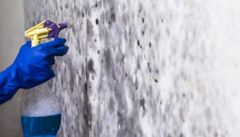Mofo nas paredes? Profissionais garantem que um único item da cozinha resolve o problema