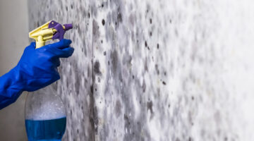 Mofo nas paredes? Profissionais garantem que um único item da cozinha resolve o problema