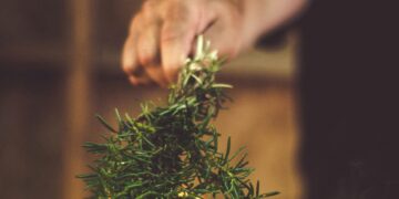 Foto: Narda Yescas/Pexels