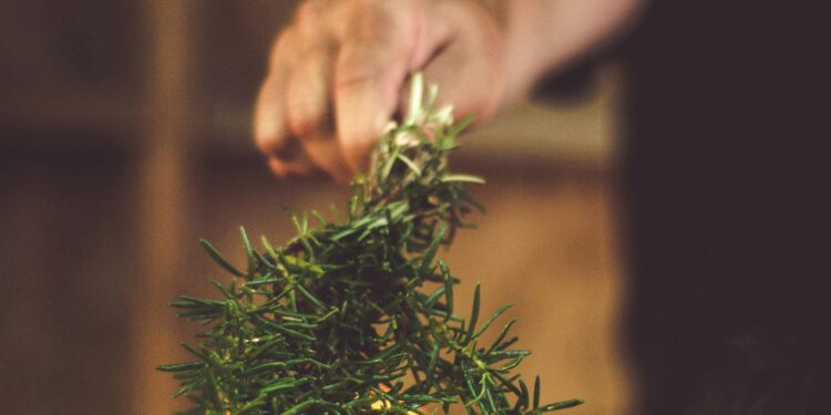 Foto: Narda Yescas/Pexels