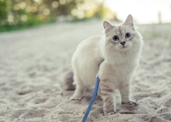 Foto: Piotr Musioł/Unsplash