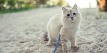 Foto: Piotr Musioł/Unsplash