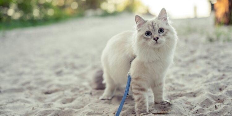 Foto: Piotr Musioł/Unsplash