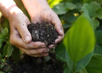 Fertilizante caseiro e barato é feito somente com o "lixo" da cozinha e deixa o jardim cheio de flores