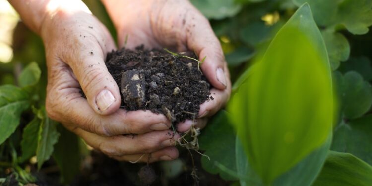 Fertilizante caseiro e barato é feito somente com o "lixo" da cozinha e deixa o jardim cheio de flores