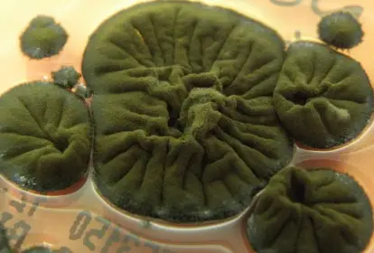 “Monstro” preto que está crescendo cada vez mais em Chernobyl começou a chamar a atenção dos cientistas