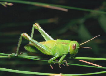 Se um grilo aparecer na sua casa, você já pode começar a pular de alegria: entenda o motivo