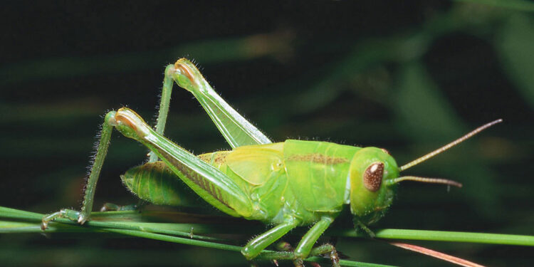 Se um grilo aparecer na sua casa, você já pode começar a pular de alegria: entenda o motivo