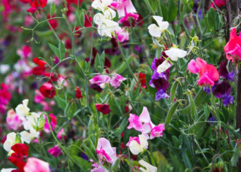 A planta “2 em 1” que decora e protege o jardim