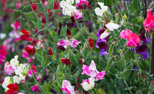 A planta “2 em 1” que decora e protege o jardim