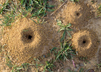 Como evitar que se formem formigueiros no quintal com 3 ingredientes