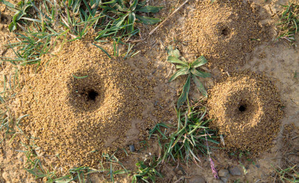 Como evitar que se formem formigueiros no quintal com 3 ingredientes