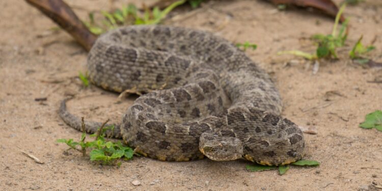Cobra com 1,5 metro de comprimento tem veneno que causa muita dor e foi considerada a mais perigosa do Brasil