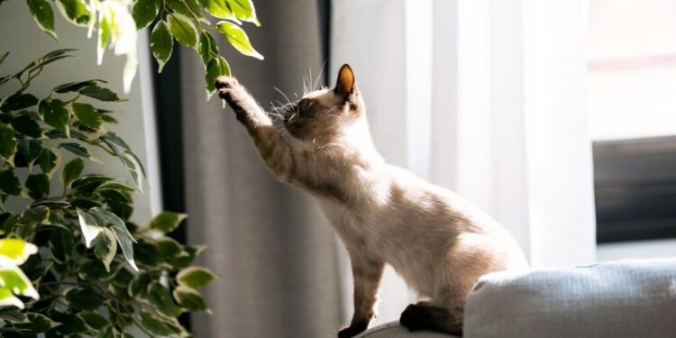 Sua planta decorativa é tóxica? As espécies mais comuns que podem intoxicar animais na sala