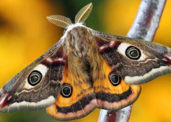 O que significa ter mariposas por toda a sua casa, segundo cientistas