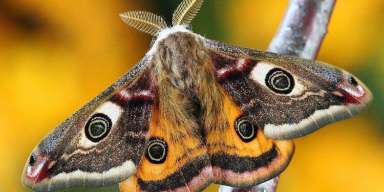 O que significa ter mariposas por toda a sua casa, segundo cientistas