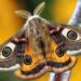 O que significa ter mariposas por toda a sua casa, segundo cientistas