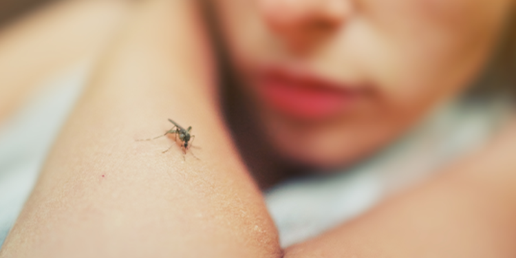 As cores que mais atraem os mosquitos e que devem ser evitadas na roupa, segundo a ciência