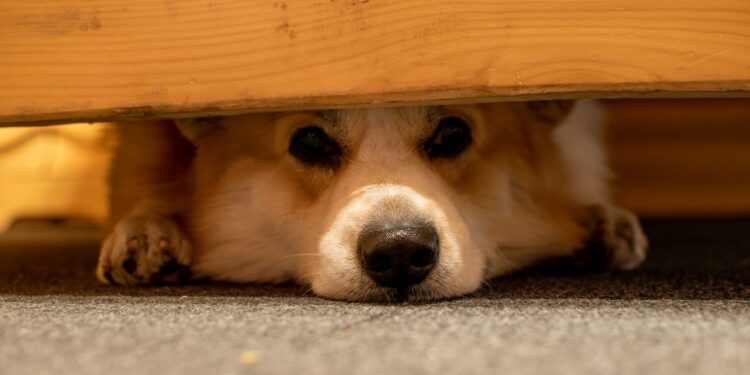 Foto: Yevhen Stienin/Unsplash