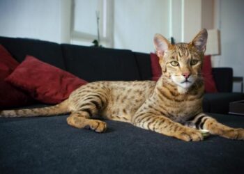 Criado em laboratório, “supergato” vale mais que carro de luxo e é o mais caro do mundo