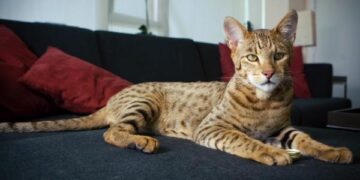 Criado em laboratório, “supergato” vale mais que carro de luxo e é o mais caro do mundo