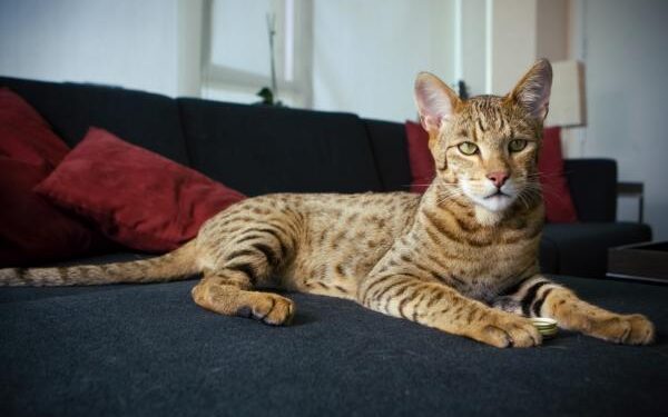 Criado em laboratório, “supergato” vale mais que carro de luxo e é o mais caro do mundo