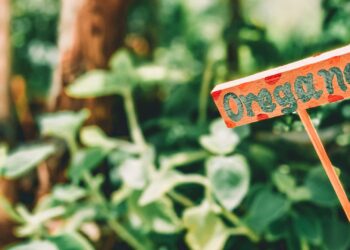 Foto: Dayana Brooke/Unsplash