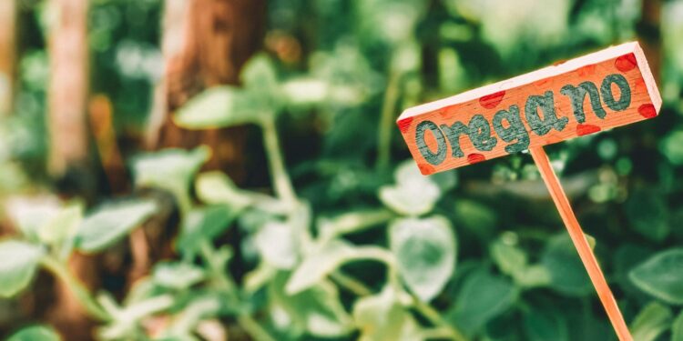 Foto: Dayana Brooke/Unsplash