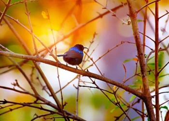 Os passarinhos visitarão seu jardim em massa se você deixar este produto natural à vista