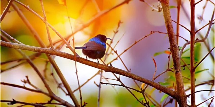 Os passarinhos visitarão seu jardim em massa se você deixar este produto natural à vista