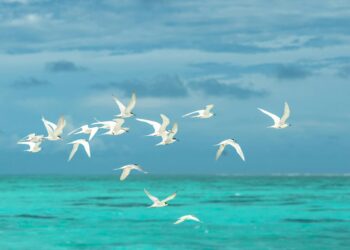 As aves estão migrando na direção errada e Cientistas descobriram agora o motivo