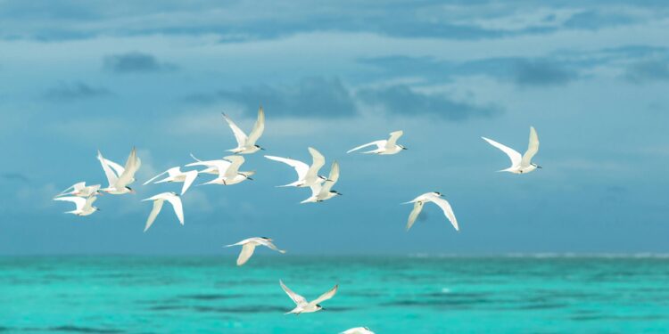 As aves estão migrando na direção errada e Cientistas descobriram agora o motivo