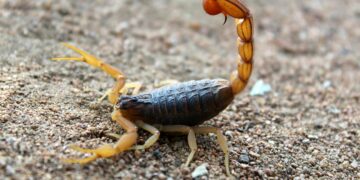 Animal venenoso vive "escondido" em casas brasileiras e já causou 173 mil acidentes
