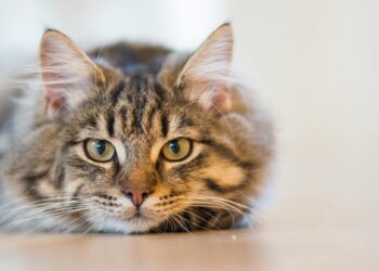 Por quantas horas pode deixar um animal sozinho em casa? Acima disso pode gerar multa de 10 mil reais