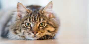 Por quantas horas pode deixar um animal sozinho em casa? Acima disso pode gerar multa de 10 mil reais