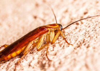 Todo brasileiro tem na cozinha: o eletrodoméstico que é paraíso para as baratas