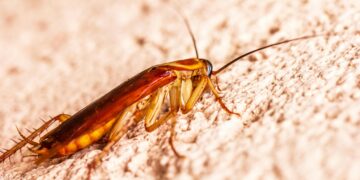 Todo brasileiro tem na cozinha: o eletrodoméstico que é paraíso para as baratas