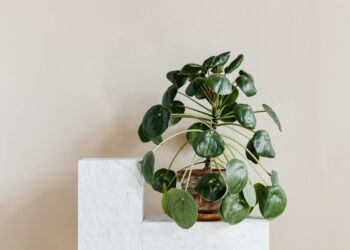 Plantas na água ou na terra: qual é melhor e por quê