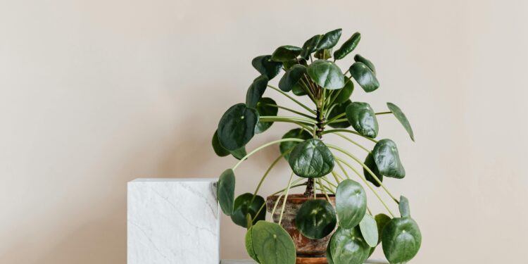 Plantas na água ou na terra: qual é melhor e por quê