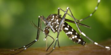 Nem raquete e nem repelente: a alternativa para espantar mosquitos com praticidade nesse verão